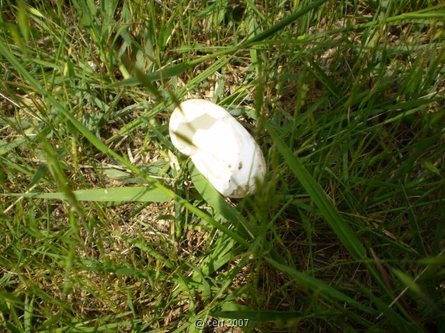 2007 05 Séjour en Brenne 086